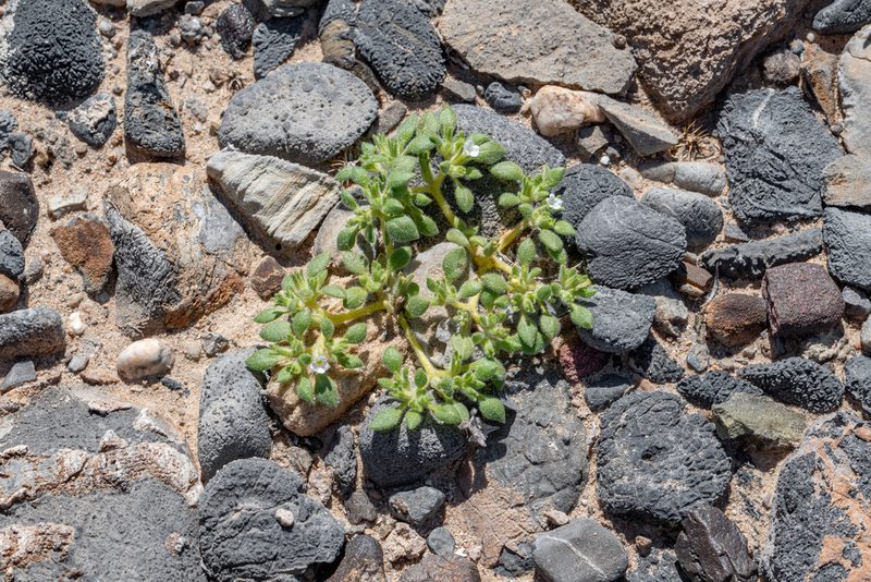 Nama pusilla, photographed by Dominic Gentilcore