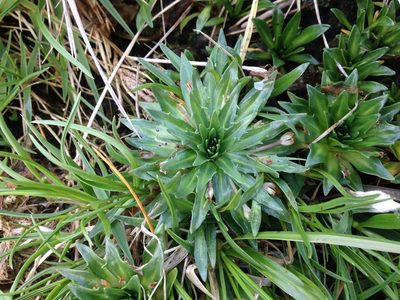 Plantago barbata, photographed by Aira Francisca Faúndez Fallau