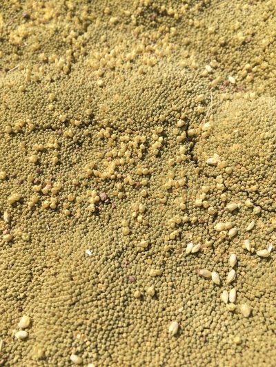 Pycnophyllum bryoides, photographed by Aira Francisca Faúndez Fallau