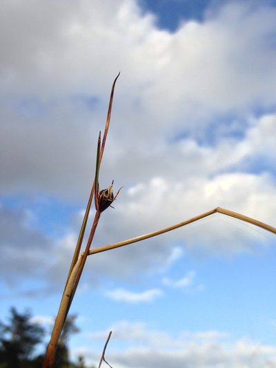 Rostkovia magellanica, photographed by Aira Francisca Faúndez Fallau