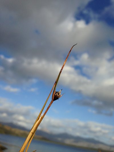 Rostkovia magellanica, photographed by Aira Francisca Faúndez Fallau