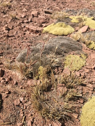 Nassella nardoides, photographed by Aira Francisca Faúndez Fallau
