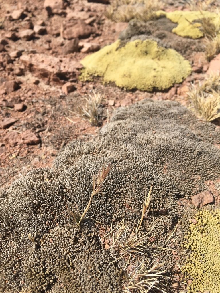 Nassella nardoides, photographed by Aira Francisca Faúndez Fallau