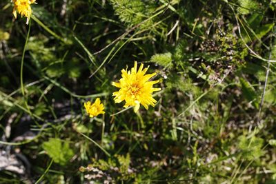 Scorzoneroides helvetica, photographed by Patrick Meurin