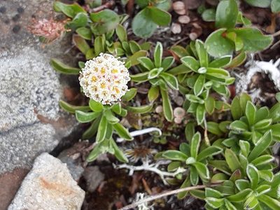 Antennaria monocephala, photographed by lauralaska66