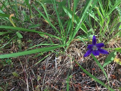 Brodiaea coronaria, photographed by Carolyn Prentice