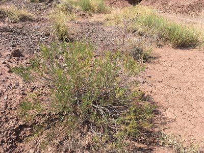 Eriogonum leptophyllum, photographed by Cecelia Alexander