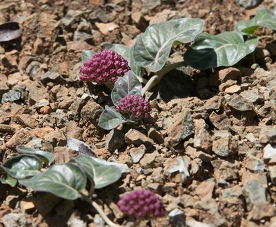 Asclepias solanoana, photographed by Don Loarie