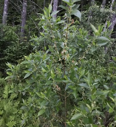 Salix lucida, photographed by bobkennedy