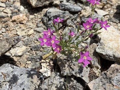 Zeltnera calycosa, photographed by Reid Hardin