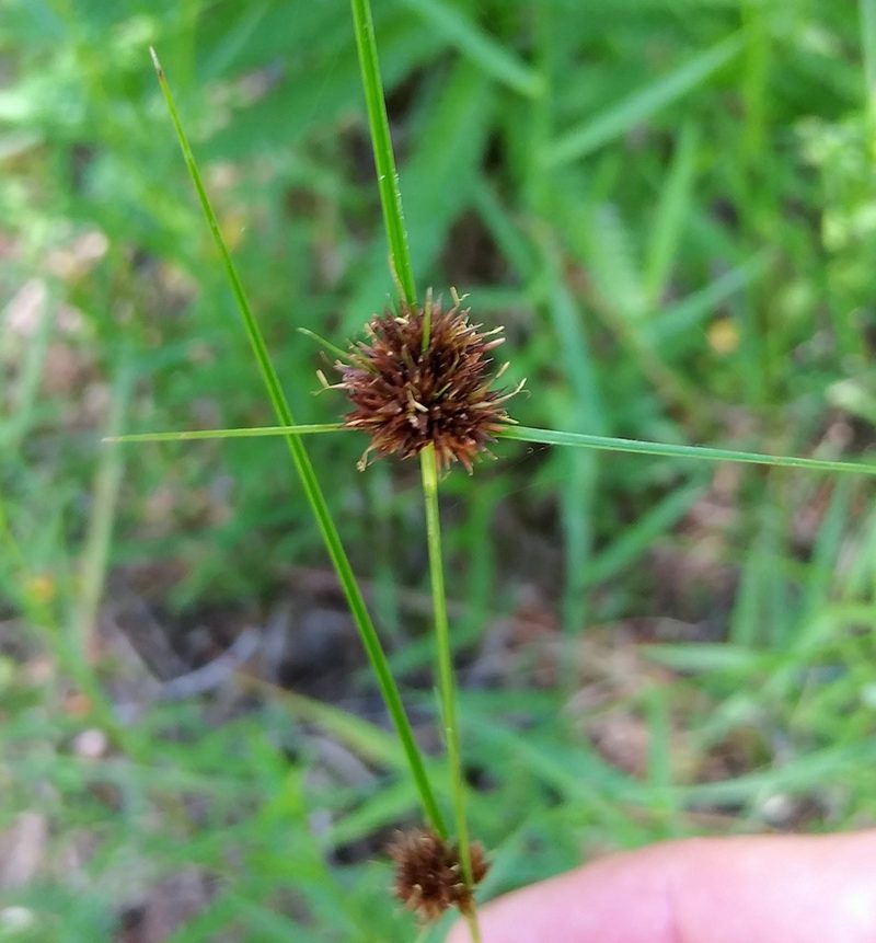 Rhynchospora cephalantha, photographed by Jochen Essig