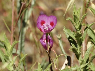 Clarkia amoena, photographed by Frances Oliver