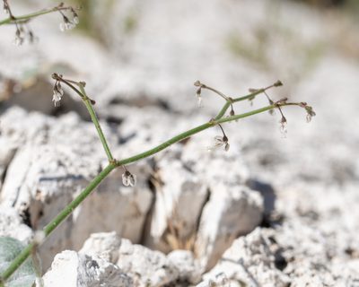 Eriogonum brachypodum, photographed by Dominic Gentilcore