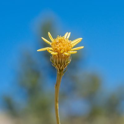 Adenophyllum cooperi, photographed by Dominic Gentilcore