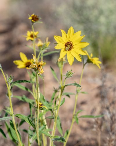 Helianthus deserticola, photographed by Dominic Gentilcore
