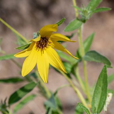 Helianthus deserticola, photographed by Dominic Gentilcore