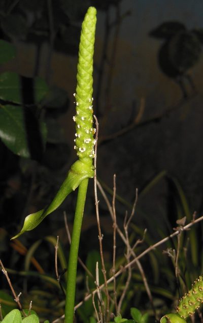 Anthurium leuconeurum, photographed by Neptalí Ramírez Marcial