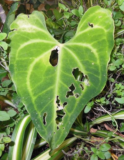 Anthurium leuconeurum, photographed by Neptalí Ramírez Marcial