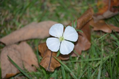 Oenothera kunthiana, photographed by Neptalí Ramírez Marcial