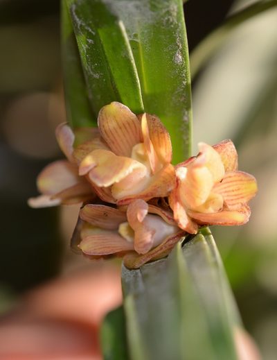 Nemaconia striata, photographed by Neptalí Ramírez Marcial