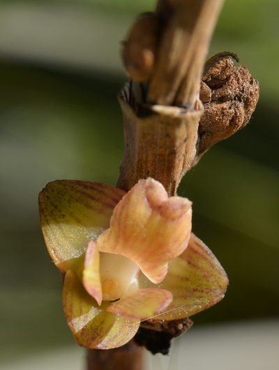Nemaconia striata, photographed by Neptalí Ramírez Marcial