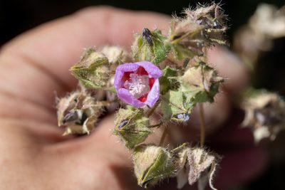 Eremalche rotundifolia, photographed by Dominic Gentilcore