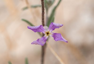 Matthiola longipetala, photographed by Dominic Gentilcore