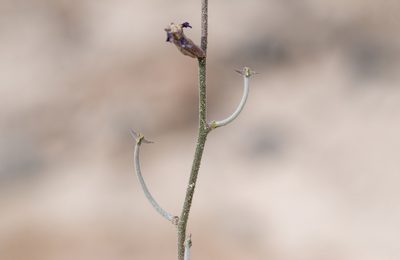 Matthiola longipetala, photographed by Dominic Gentilcore