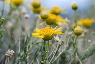 Acamptopappus shockleyi, photographed by Dominic Gentilcore