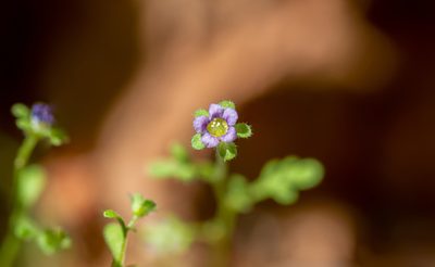Eucrypta micrantha, photographed by Dominic Gentilcore