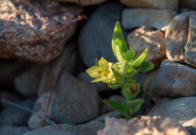 Mohavea breviflora, photographed by Dominic Gentilcore