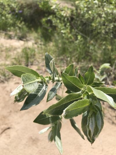 Salix cordata, photographed by Jonathan Kade