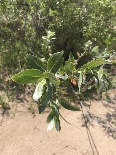 Salix cordata, photographed by Jonathan Kade