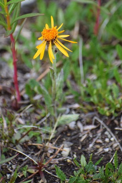 Tephroseris lindstroemii, photographed by Syd Cannings