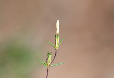 Linanthus jonesii