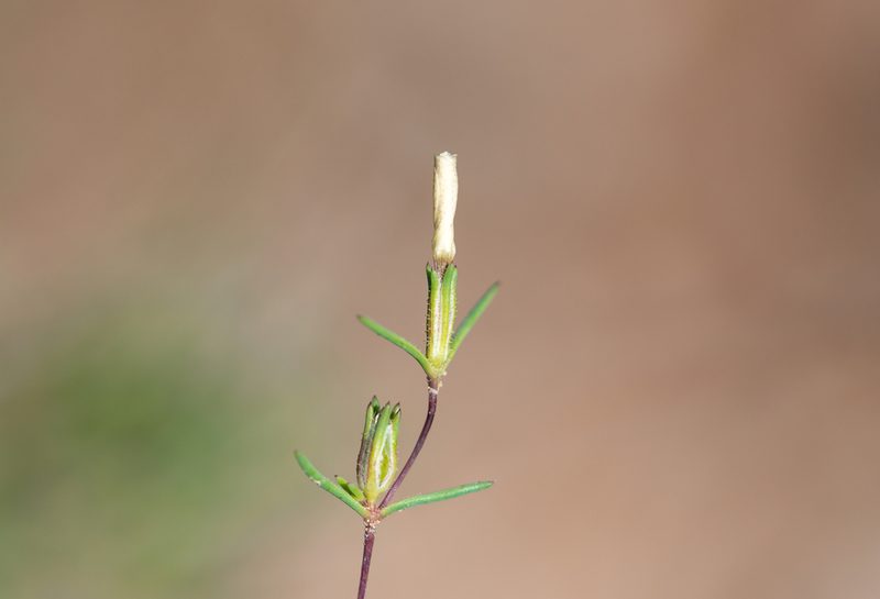 Linanthus jonesii, photographed by Dominic Gentilcore