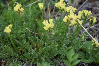 Oxytropis maydelliana, photographed by Syd Cannings