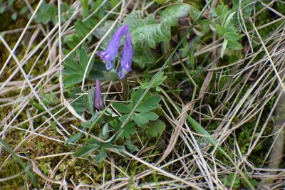 Corydalis pauciflora, photographed by Syd Cannings