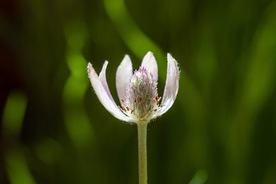 Anemone tuberosa, photographed by Dominic Gentilcore