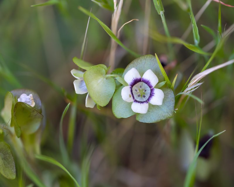 Tricardia watsonii, photographed by Dominic Gentilcore