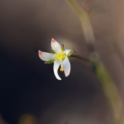 Nemacladus orientalis, photographed by Dominic Gentilcore