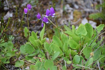 Primula frigida, photographed by Syd Cannings