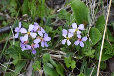 Parrya nudicaulis, photographed by Syd Cannings
