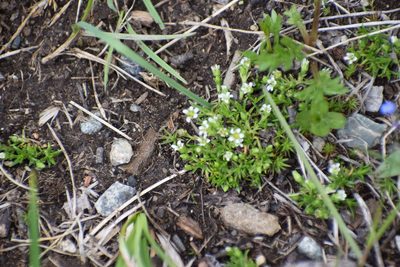Cherleria biflora, photographed by Syd Cannings
