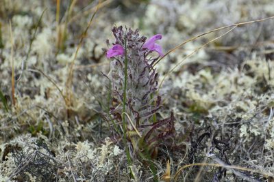 Pedicularis lanata, photographed by Syd Cannings