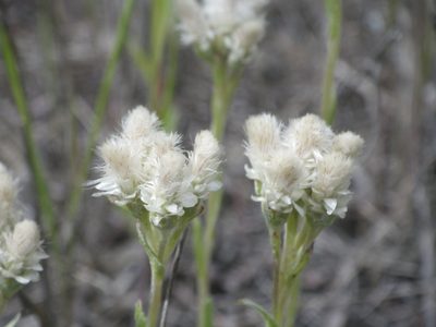 Antennaria parvifolia, photographed by Eric Lamb