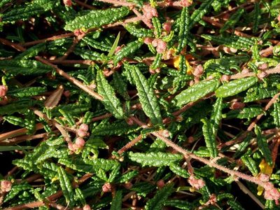 Commersonia hermanniifolia, photographed by coenobita