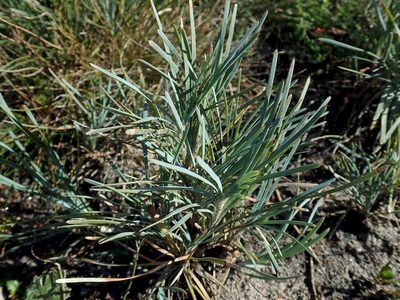 Lomandra glauca, photographed by coenobita