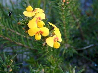 Dillwynia floribunda, photographed by coenobita