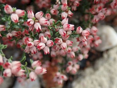 Cryptandra amara, photographed by coenobita